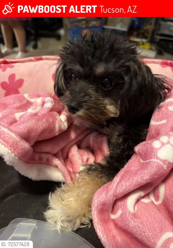 Lost Female Dog last seen San Juan and greaswood , Tucson, AZ 85713