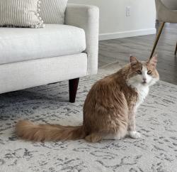 Lost Male Cat last seen Winfield Way, Cauthen Way, Catalano Way, Antelope, CA 95843