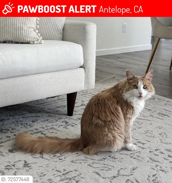 Lost Male Cat last seen Winfield Way, Cauthen Way, Catalano Way, Antelope, CA 95843