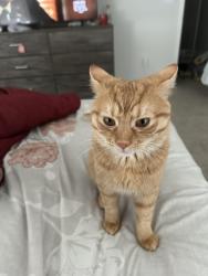 Lost Male Cat last seen Summit rd, Reynoldsburg, OH 43068