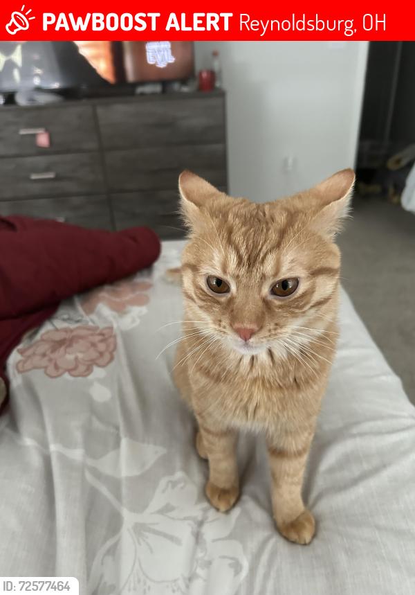 Lost Male Cat last seen Summit rd, Reynoldsburg, OH 43068