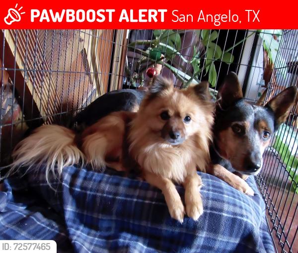 Lost Male Dog last seen Van Buren , San Angelo, TX 76901