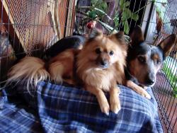 Lost Male Dog last seen Van Buren , San Angelo, TX 76901