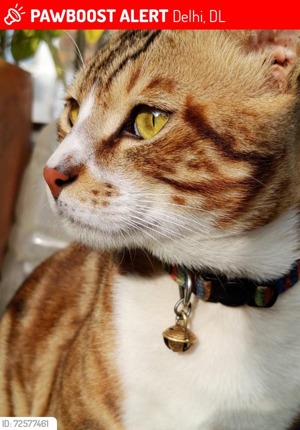 Lost Male Cat last seen Gali no.7, Budh Bazaar Road , Ramesh Enclave , Delhi, DL 110086