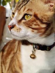 Lost Male Cat last seen Gali no.7, Budh Bazaar Road , Ramesh Enclave , Delhi, DL 110086