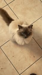 Lost Male Cat last seen Near View Street , West Pennant Hills, NSW 2125