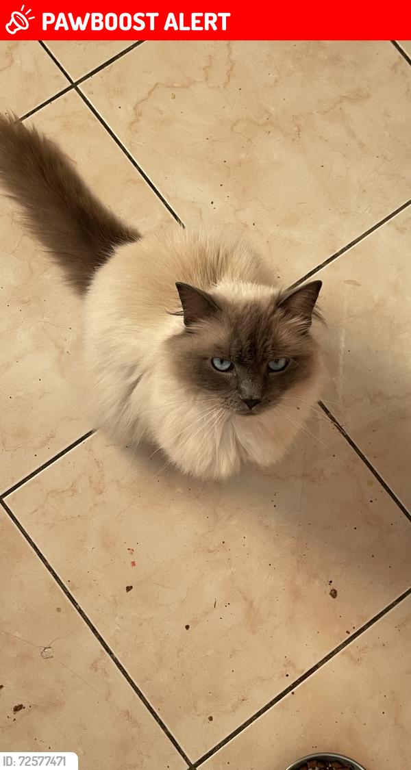 Lost Male Cat last seen Near View Street , West Pennant Hills, NSW 2125
