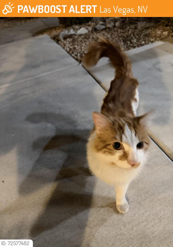 Found/Stray Male Cat last seen Interlace and glass gallery, Las Vegas, NV 89149