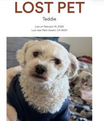 Lost Female Dog last seen Varner and Washington in Palm Desert, CA, Palm Desert, CA 92211