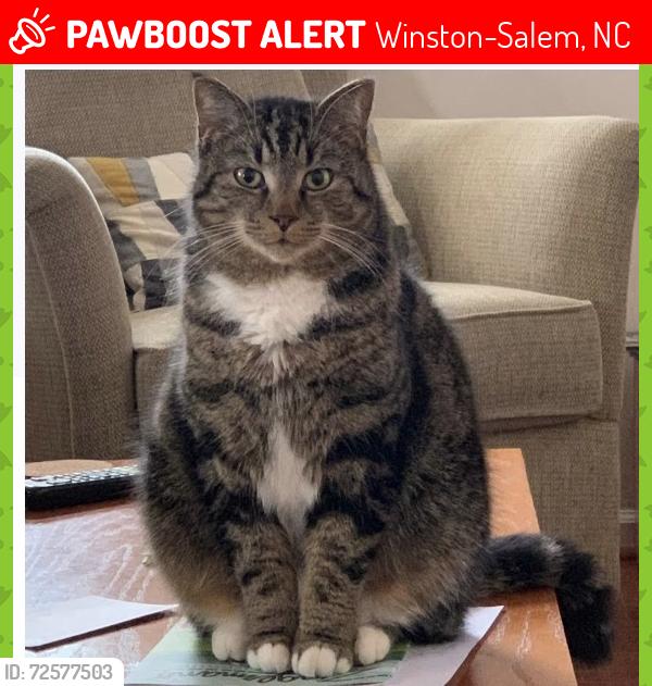 Lost Male Cat last seen Between Smith Farm Ln SE and Johnny Knoll (near Smith Farm Elementary School) , Winston-Salem, NC 27107