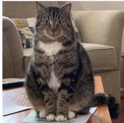 Lost Male Cat last seen Between Smith Farm Ln SE and Johnny Knoll (near Smith Farm Elementary School) , Winston-Salem, NC 27107