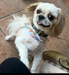 Lost Male Dog last seen Verde & wisteria , Apple Valley, CA 92308