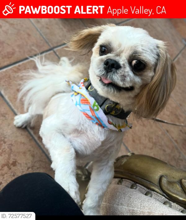 Lost Male Dog last seen Verde & wisteria , Apple Valley, CA 92308