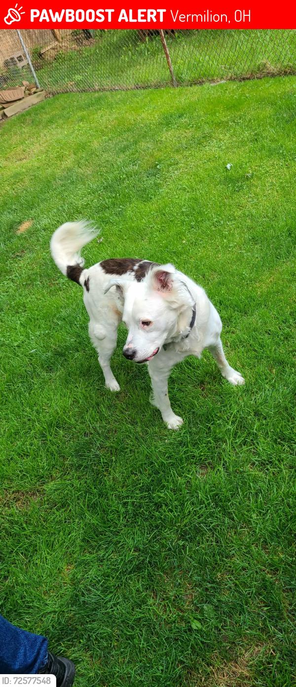 Lost Male Dog last seen Drug mart , Vermilion, OH 44089