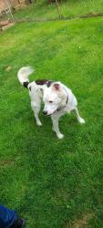 Lost Male Dog last seen Drug mart , Vermilion, OH 44089