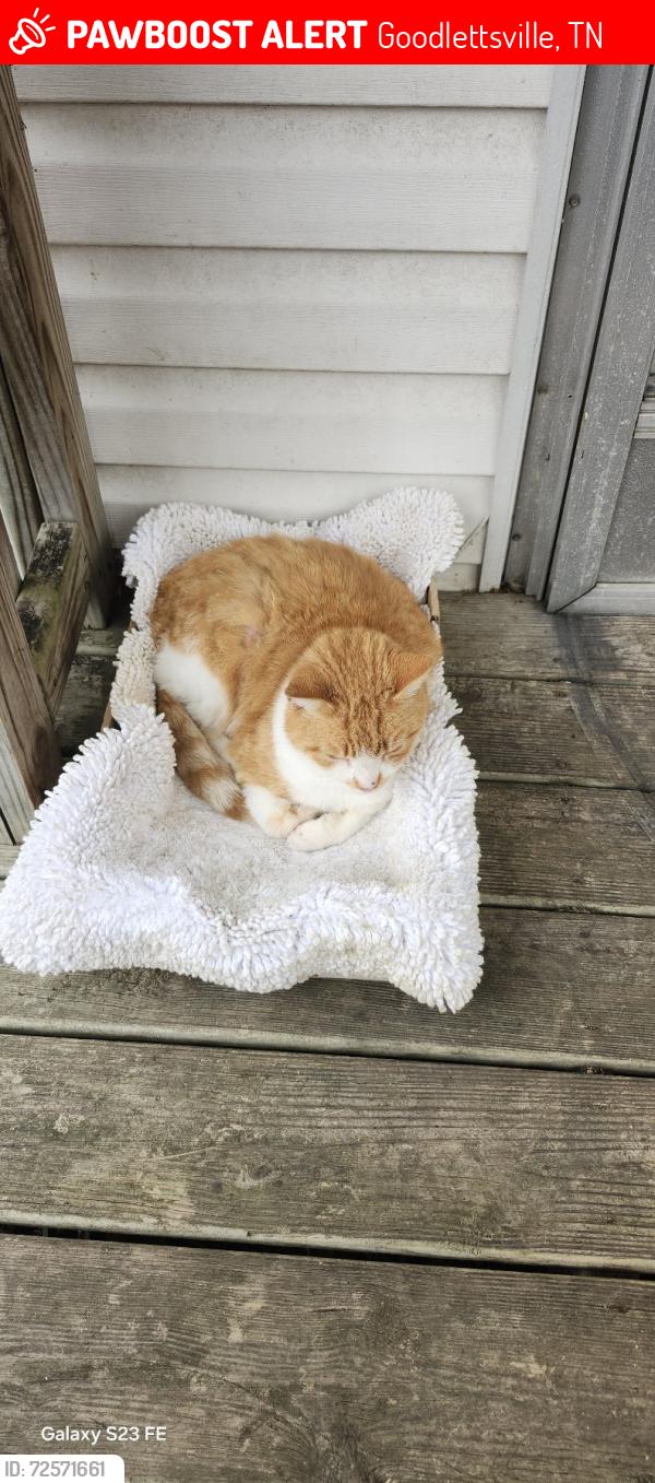 Lost Male Cat last seen Country Living ests, Goodlettsville, TN 37072