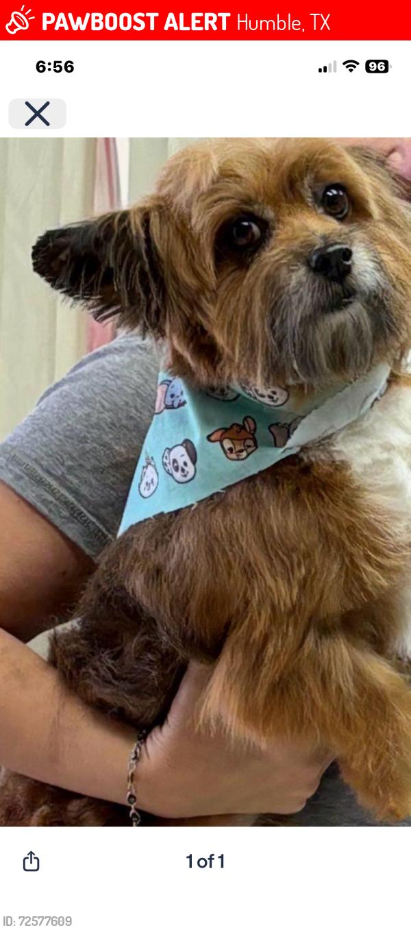 Lost Male Dog last seen Dawn shadows and tree moss, Humble, TX 77346