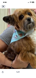 Lost Male Dog last seen Dawn shadows and tree moss, Humble, TX 77346