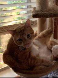 Lost Male Cat last seen Interbay & MacDill Avenue Tampa FL, Tampa, FL 33611