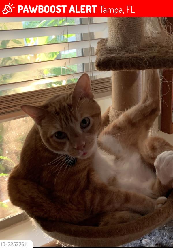Lost Male Cat last seen Interbay & MacDill Avenue Tampa FL, Tampa, FL 33611