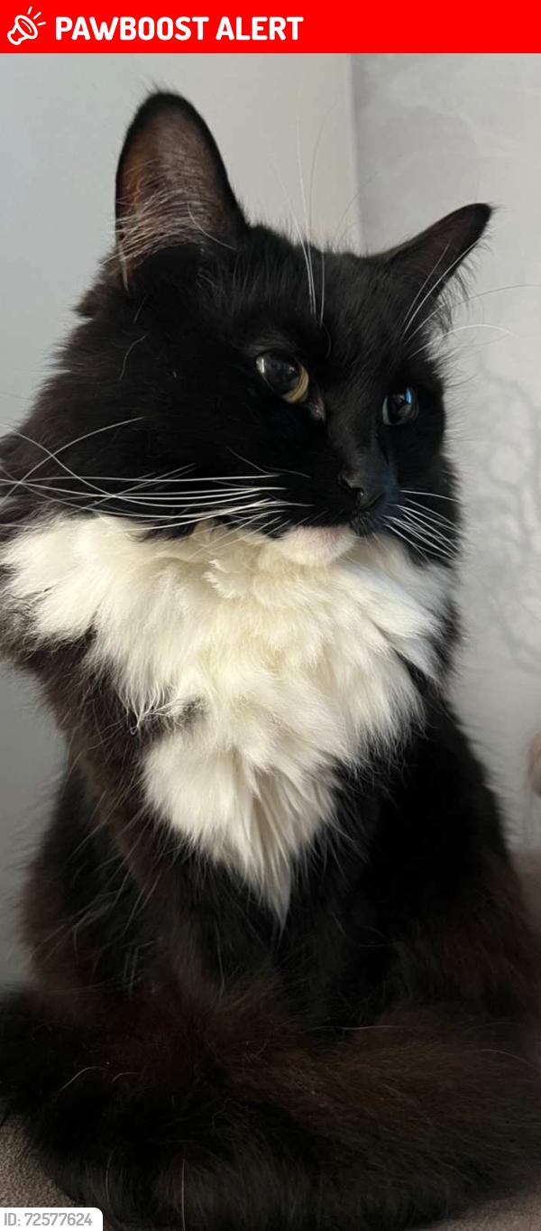 Lost Female Cat last seen At Chatsworth crescent, Greater London, England TW3 2PB