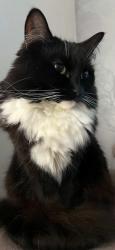 Lost Female Cat last seen At  Chatsworth crescent , Greater London, England TW3 2PB