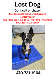 Reunited Male Dog last seen Five Forks Crossing, 3050 Five Forks Trickum Rd SW, Lilburn, GA 30047, Lilburn, GA 30047