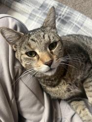 Lost Male Cat last seen Caledonia , Caledonia, MI 49316
