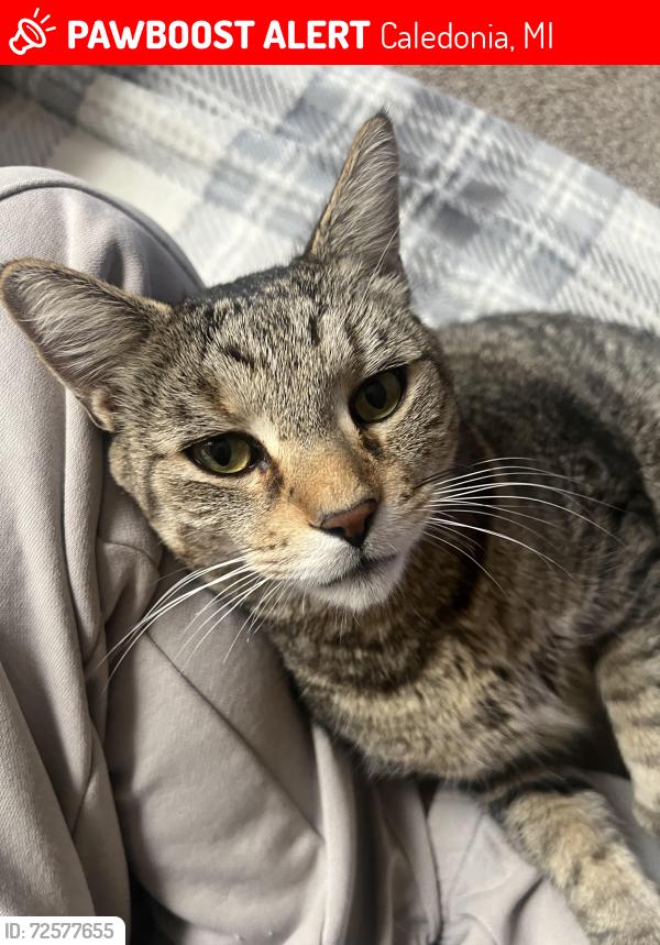 Lost Male Cat last seen Caledonia , Caledonia, MI 49316