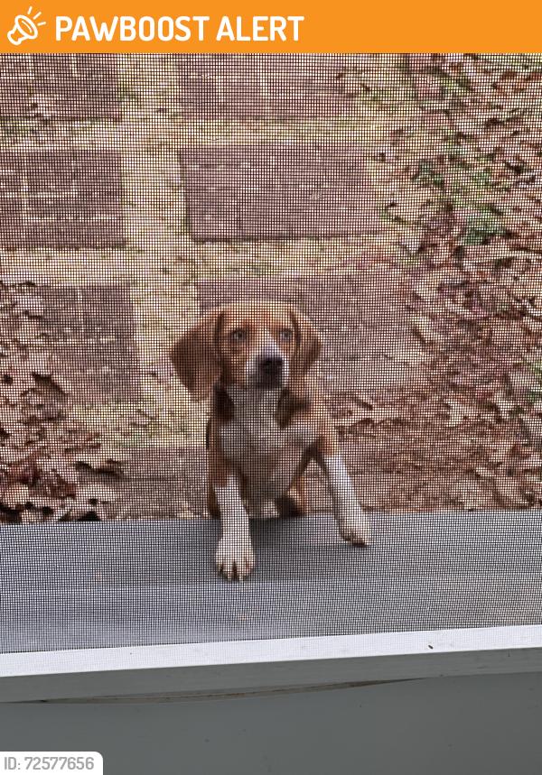 Found/Stray Male Dog last seen Stoddard & Canty Road, Greenville County, SC 29669