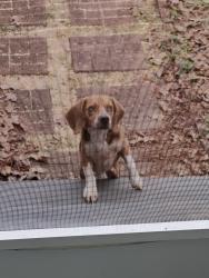 Found/Stray Male Dog last seen Stoddard & Canty Road, Greenville County, SC 29669