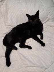 Lost Male Cat last seen Prospect Avenue, Ashland, KY, Ashland, KY 41101
