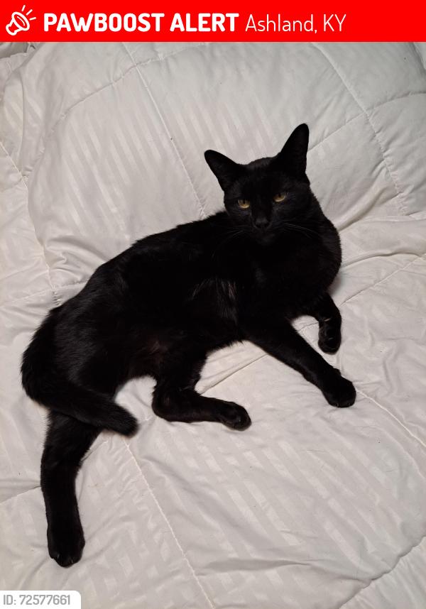 Lost Male Cat last seen Prospect Avenue, Ashland, KY, Ashland, KY 41101