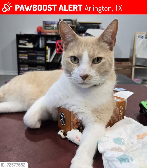 Lost Male Cat last seen Nueces TRL and Oakwood , Arlington, TX 76012