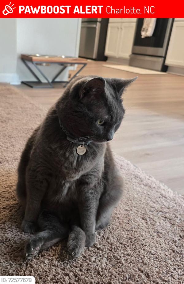 Lost Female Cat last seen Near Hawley Street Charlotte NC 28214, Charlotte, NC 28214