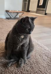 Lost Female Cat last seen Near Hawley Street Charlotte NC 28214, Charlotte, NC 28214