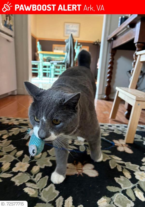 Lost Male Cat last seen Pointers , Ark, VA 23061