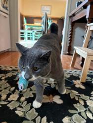 Lost Male Cat last seen Pointers , Ark, VA 23061