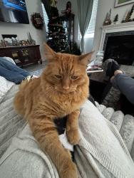 Lost Male Cat last seen Emily Ave., Los Lunas, NM 87031
