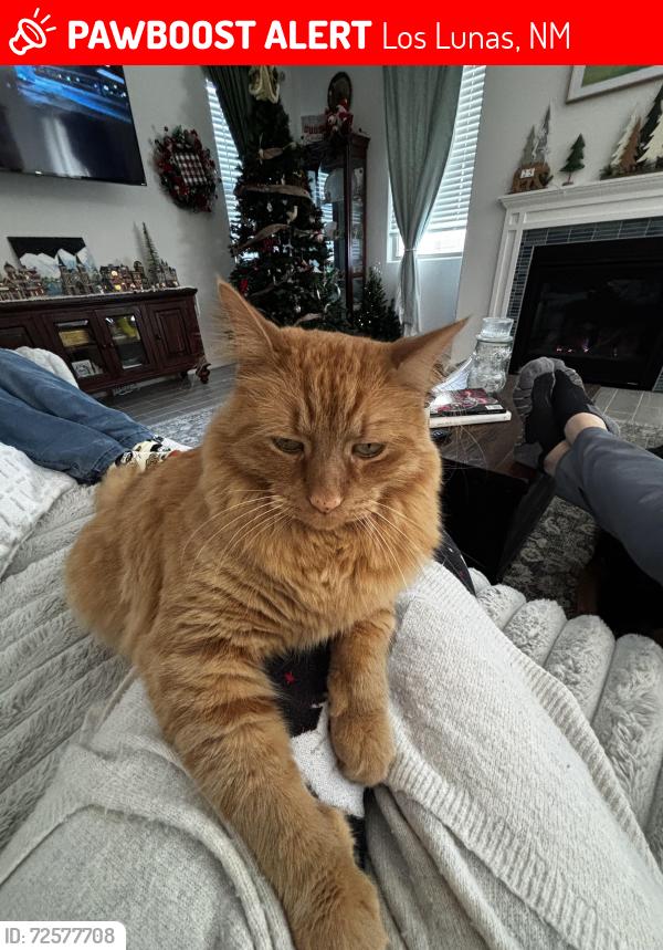 Lost Male Cat last seen Emily Ave., Los Lunas, NM 87031