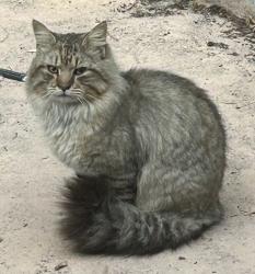 Found/Stray Male Cat last seen Weathersfield 32714, Altamonte Springs, FL 32714