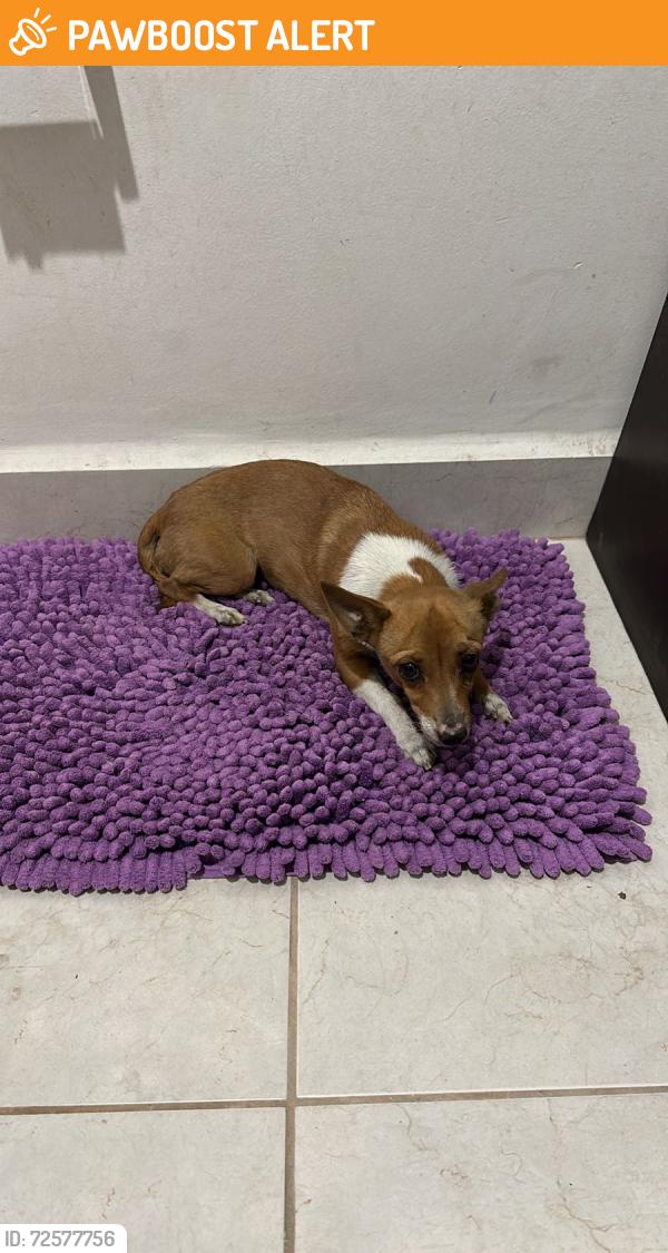 Found/Stray Female Dog last seen Blvd Caliope , León de los Aldama, Gto. 37358
