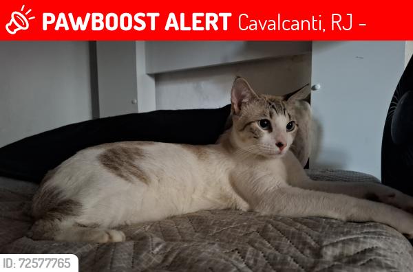 Lost Male Cat last seen Rua graça melo perto ao Pam de Cavalcanti , Cavalcanti, RJ 21381-300