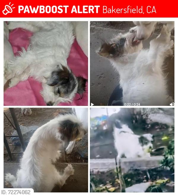 Lost Male Dog last seen Miria Drive and Hughes Lane, Bakersfield, CA 93304
