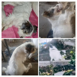 Lost Male Dog last seen Miria Drive and Hughes Lane, Bakersfield, CA 93304
