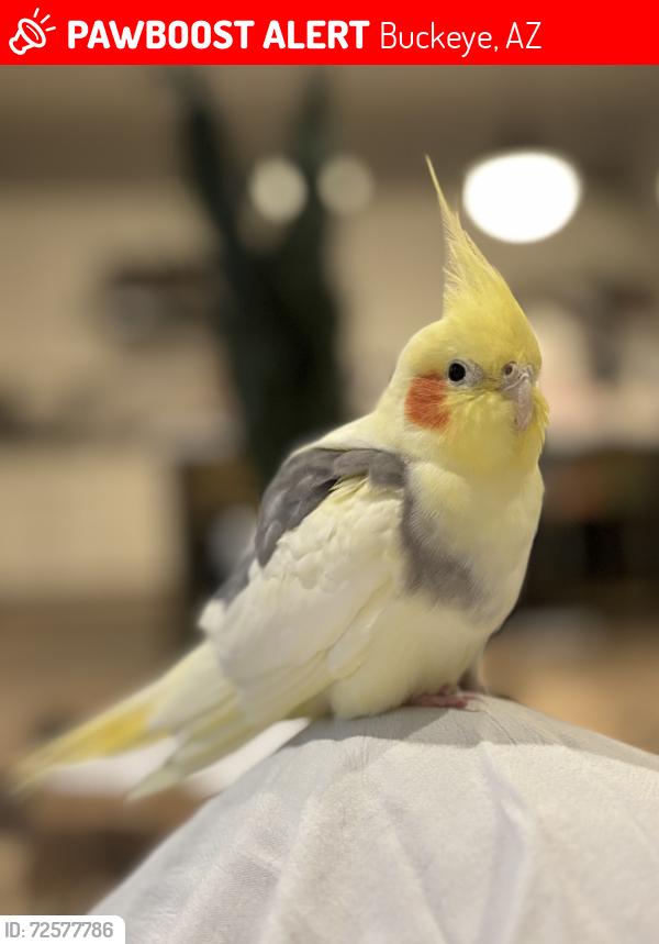 Lost Male Bird last seen Verrado Way and Indian School Rd, Buckeye, AZ 85396