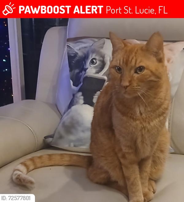 Lost Male Cat last seen Port St Lucie hosp, Port St. Lucie, FL 34952