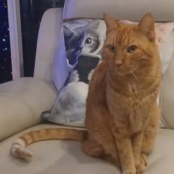 Lost Male Cat last seen Port St Lucie hosp, Port St. Lucie, FL 34952