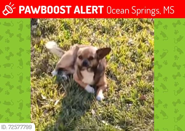 Lost Male Dog last seen Near Bienville Blvd Ocean Springs Ms. 39564, Ocean Springs, MS 39564