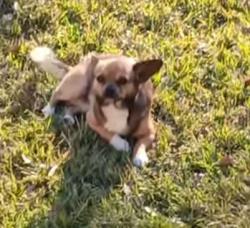 Lost Male Dog last seen Near Bienville Blvd Ocean Springs Ms. 39564, Ocean Springs, MS 39564